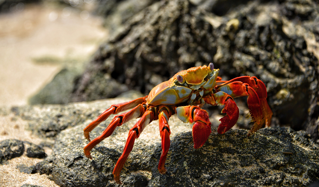 Billions of snow crabs disappear from ocean around Alaska: Report