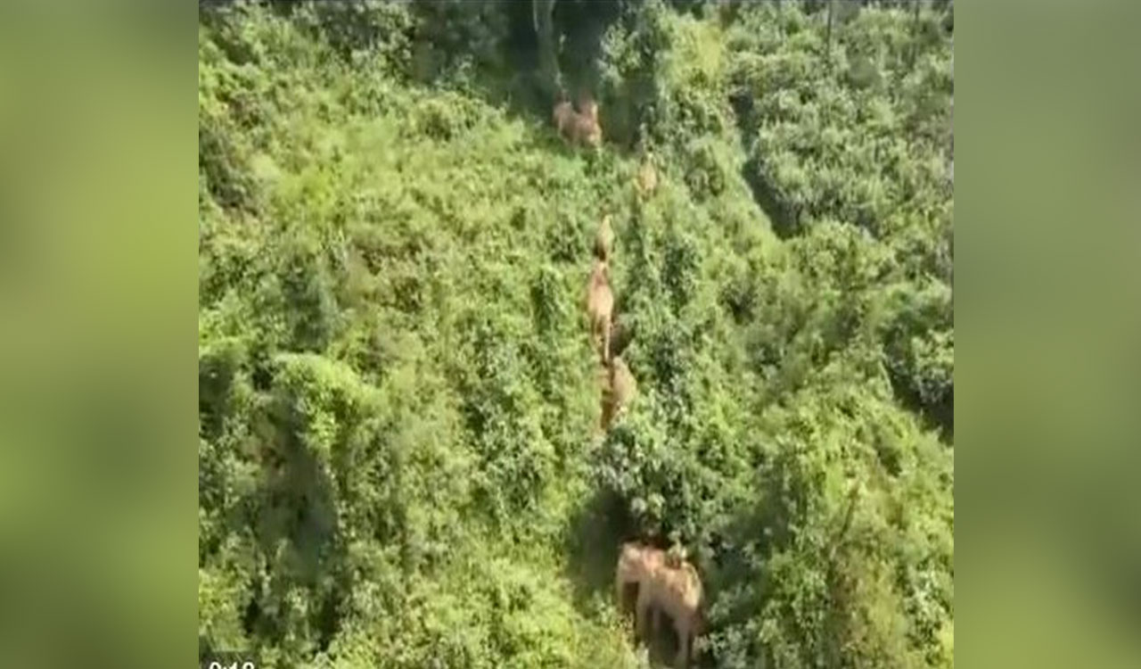 TN forest officials monitor wild elephants in Nilgiris as human-animal conflict increases