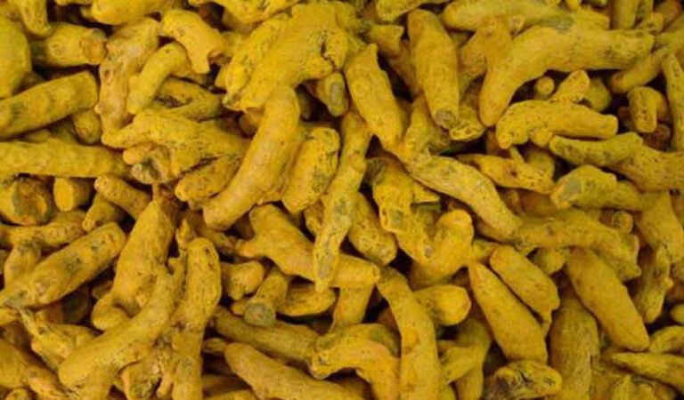 Nizamabad farmers see Turmeric Board creation as gimmick