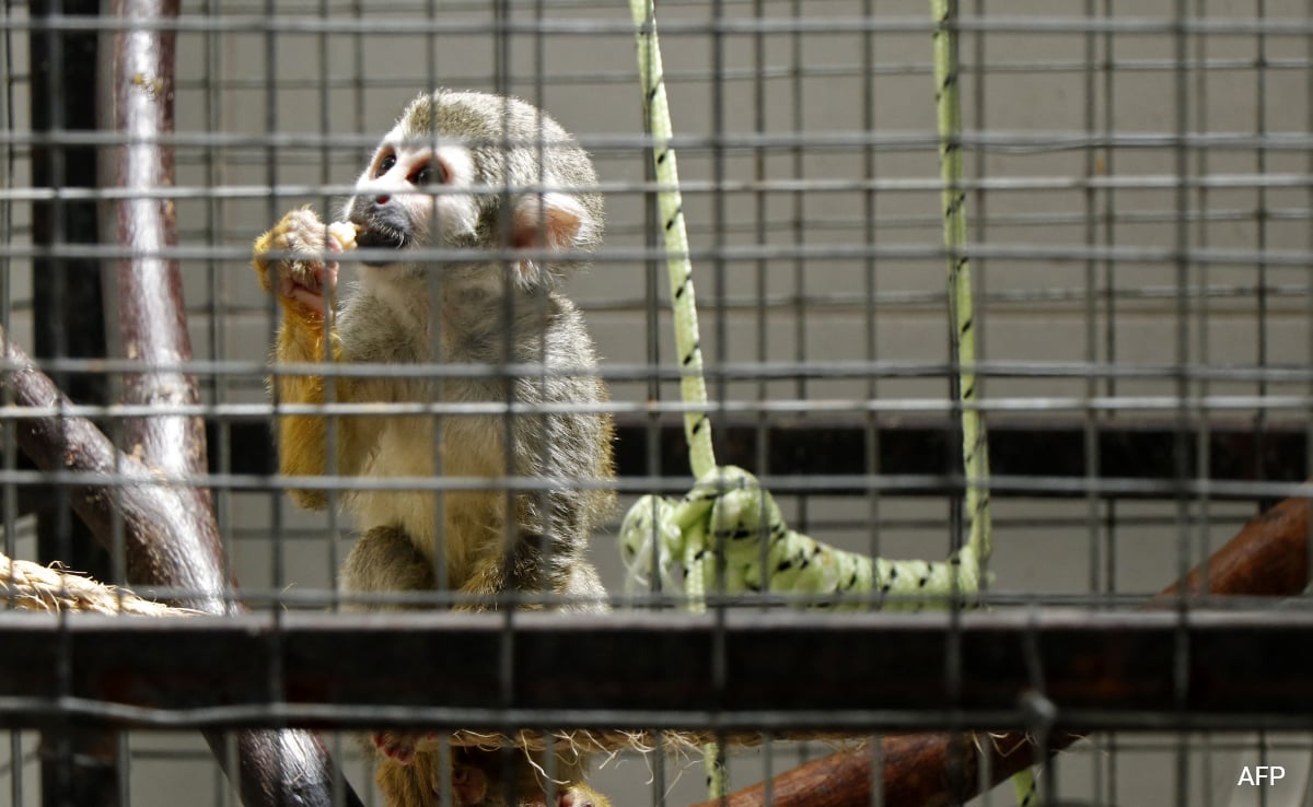 Inspired By Pablo Escobar, Ecuador's Drug Lords Build Illegal Zoos