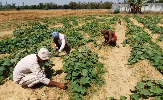 "Not Only Violated…": Poll Panel Asks Telangana To Pause Farmers' Aid