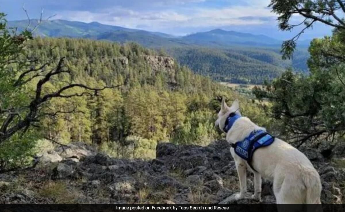 Missing Hiker's Body Found With Surviving Dog 2 Months After Disappearance