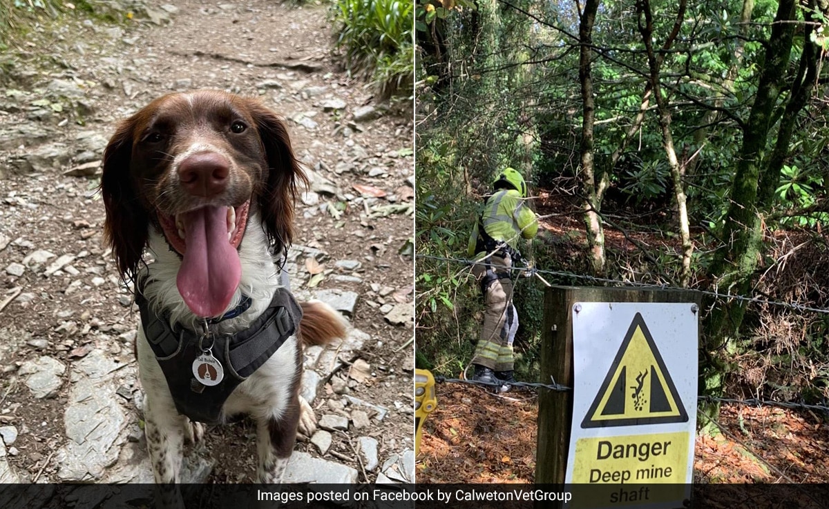 Dog Helps Rescue Team Find Cat Which Fell 30-Metre Down Mineshaft In UK