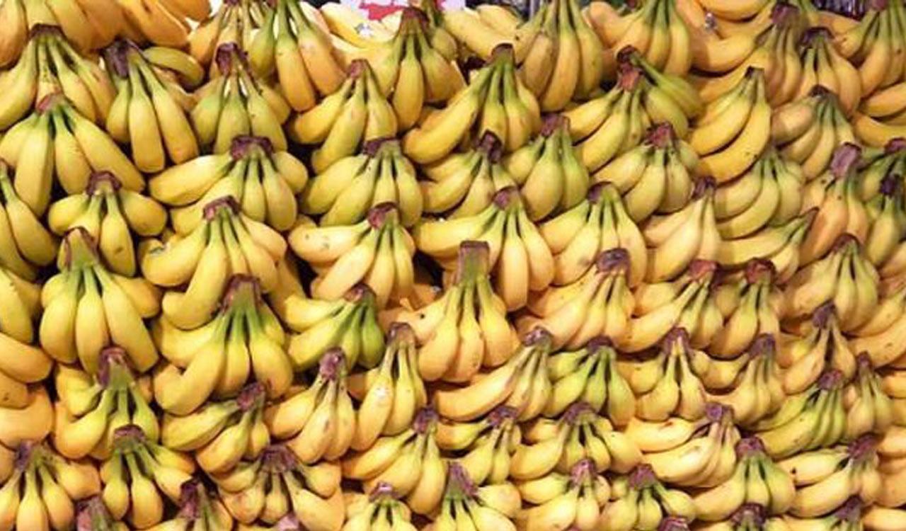 In a first, India’s shipment of bananas dispatched by sea to Europe