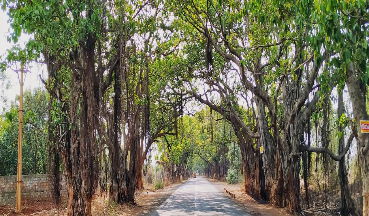 National Green Tribunal directs NHAI to protect Chevella banyans