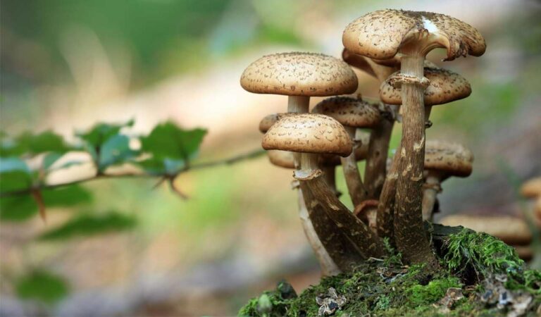 Japan detects above-limit radioactive cesium in locally grown mushroom