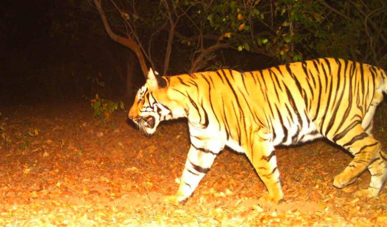 Tiger from Maharashtra kills cattle, panic among locals in Adilabad