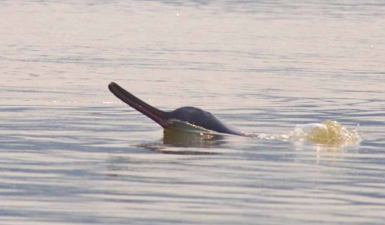 UP Government raises Ganges dolphin status for conservation