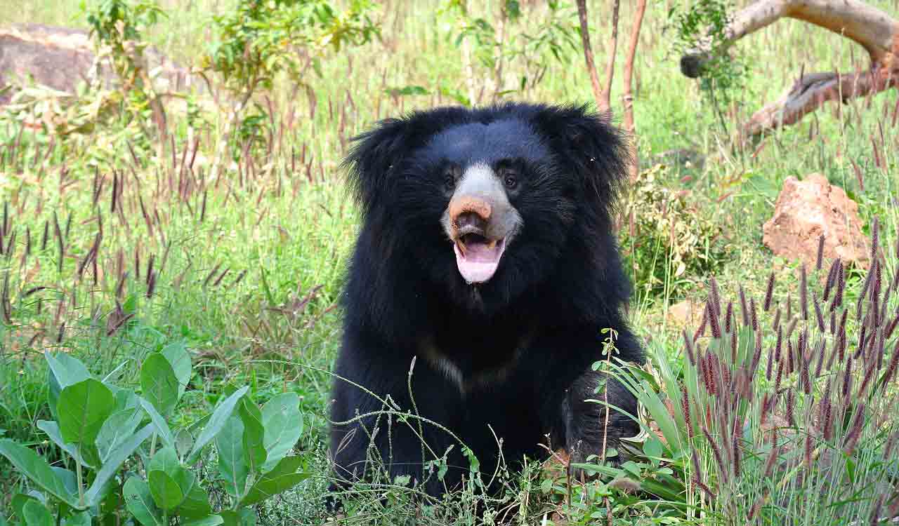 Tragic! Bear mauls caretaker to death in Vizag zoo