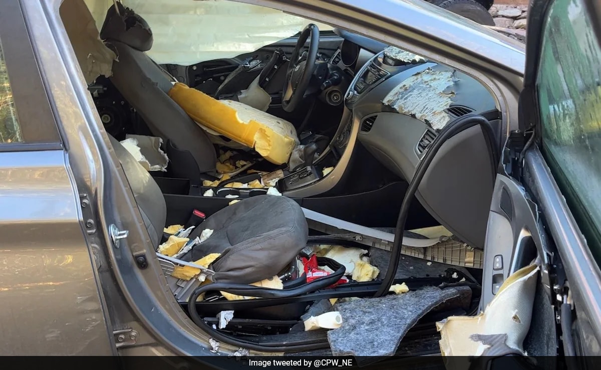 Watch As A Bear Raids A Car, Making Off With M&M's Peanut