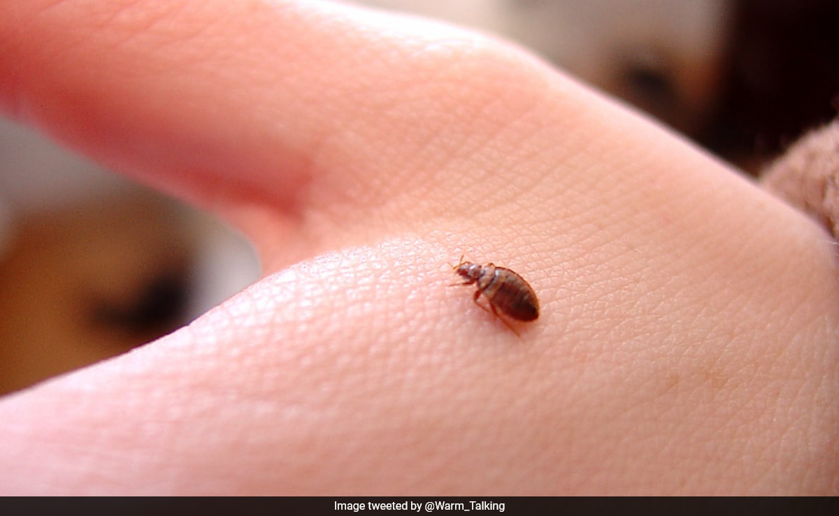 Fears Of Bedbug Invasion Sparks Panic Buying Of Insecticides In Hong Kong