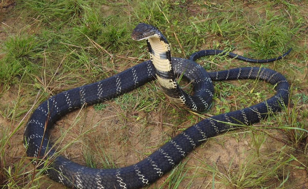 Odisha Man Kills Wife, 2-Year-Old Daughter By Releasing Snake In Room