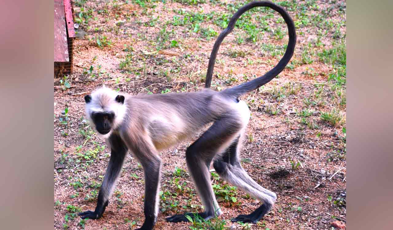 Residents adopt Gray Langur in Hyderabad