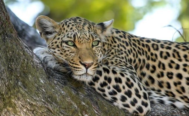 Leopard Who Escaped From Quarantine Facility Near Pune Zoo Caught