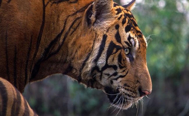 Annual Tiger Census In Sunderbans To Begin From November 27