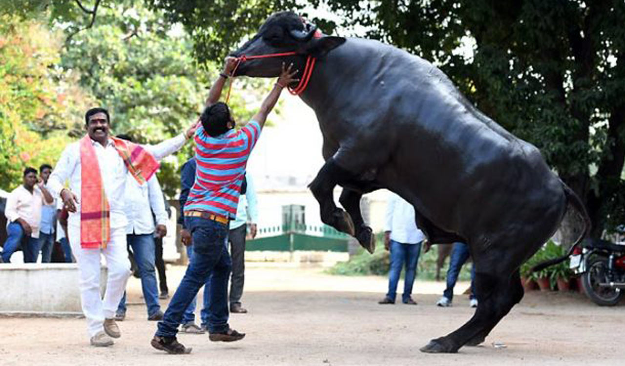 Hyderabad gears up for Sadar festival