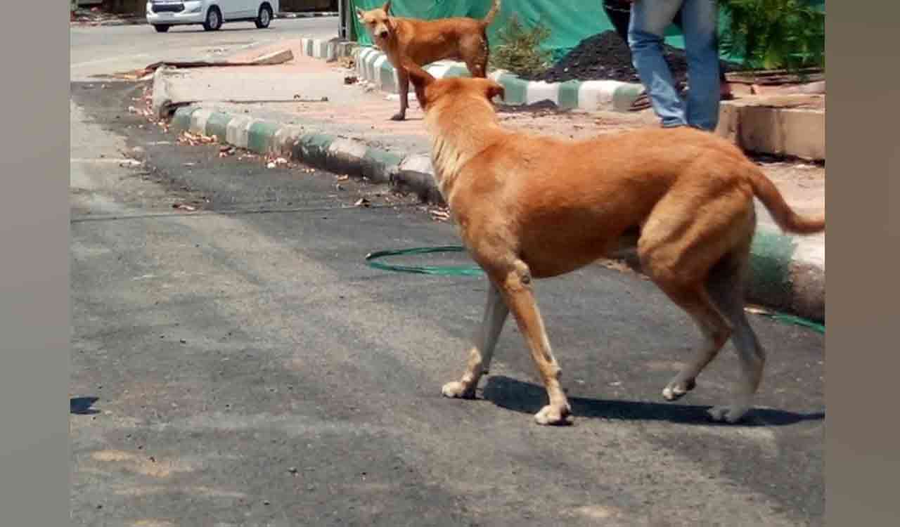 Stray dogs carry decapitated head of just born infant at IDA Bollaram