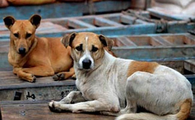 Stray Dog Involved In Biker's Death Visits His Home. This Happens Next