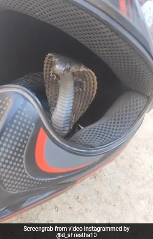 Man Finds Snake Hiding In Bike's Helmet, Video Goes Viral