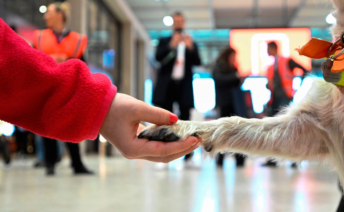 This 'Cursed' Airport In Germany Deploys Dogs To Help Nervous Passengers