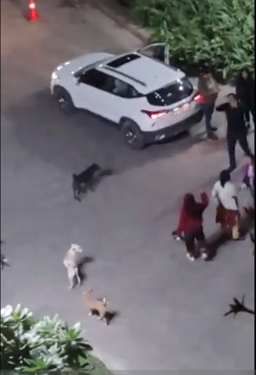 Video: Feeding Dogs Leads To Heated Argument In Noida Housing Complex