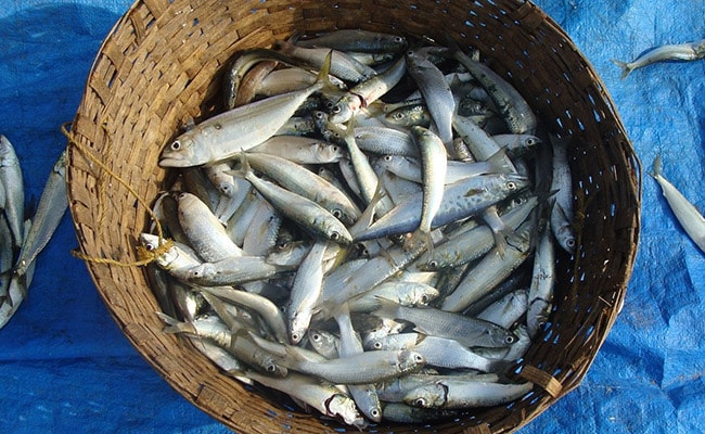 "Sardine Run": Thousands Of Fish Surface Near Goa Beach In "Rare" Event