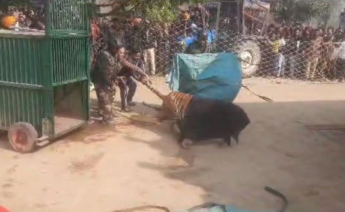 Watch: Tiger Tranquilised By Forest Officers After Roaming Into UP Village