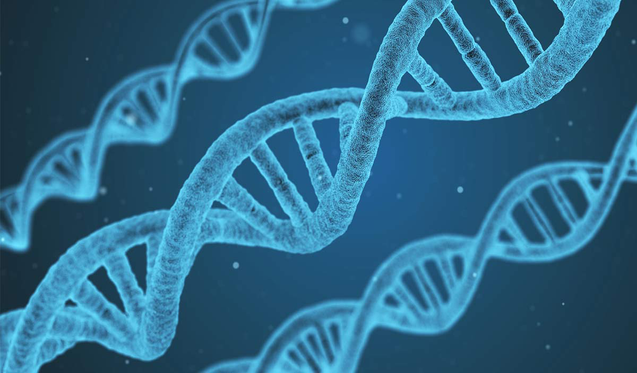 Researchers find new uses of artificial DNA