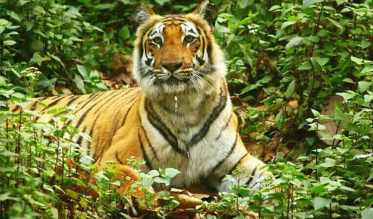 Tiger moving in forests of Mancherial faces threat of snares