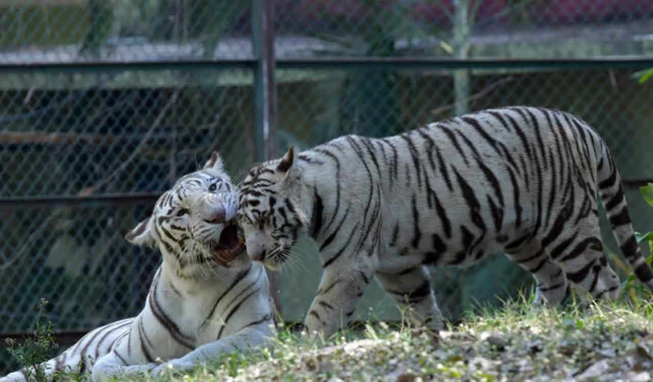 Hyderabad: 30,000 visitors at Nehru Zoo Park on Sunday