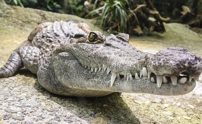 Video: 12-Foot Alligator Spotted Strolling At Florida Mall Captured