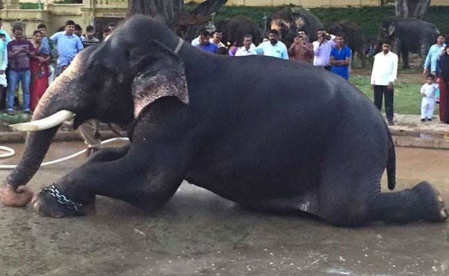 Blog: Blog: Arjuna The Elephant Is Dead. I Hope He Is At Peace