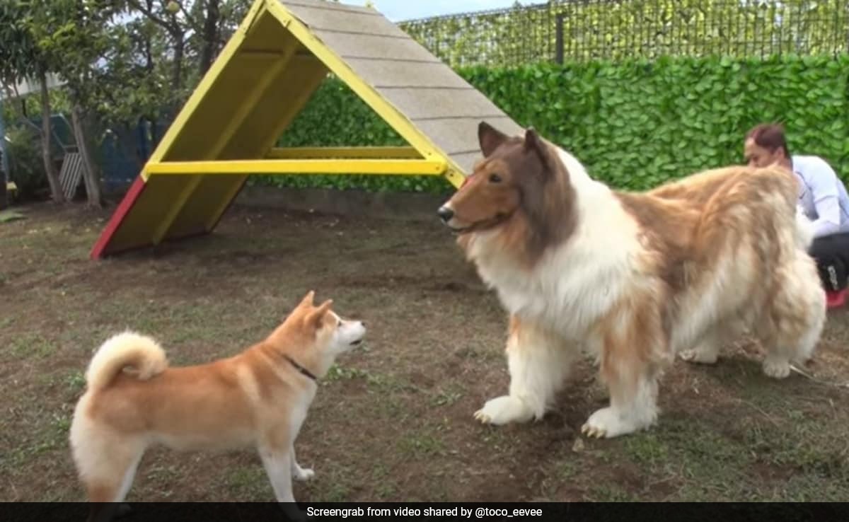 Watch: Japanese Man Who Transformed Into A Dog Meets A Real One