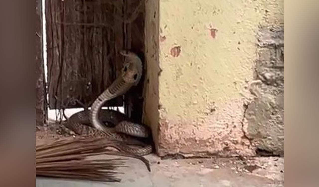 King cobra rattles Osmania University students