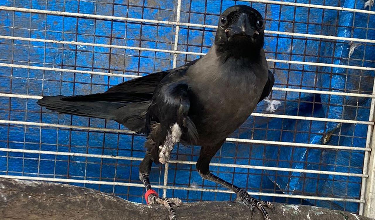 Telangana: 31 out of 107 birds trapped in Chinese manja die