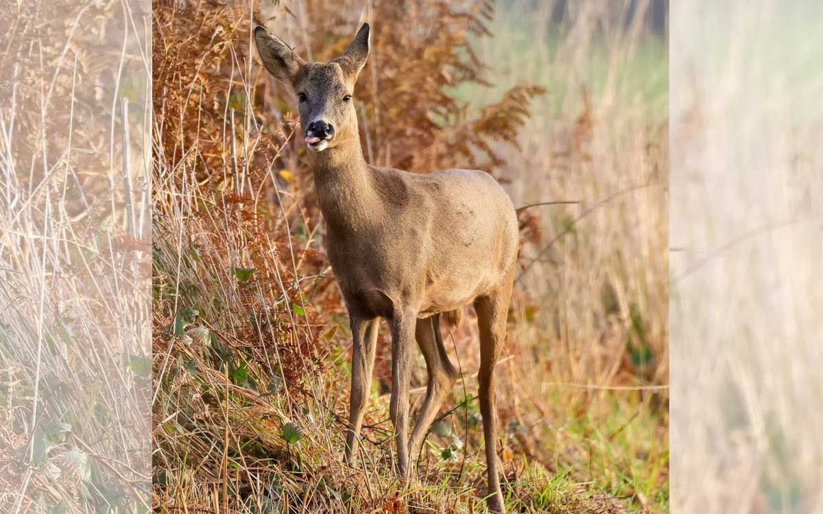 What is ‘Zombie Deer Disease’ that has the United States jittery?