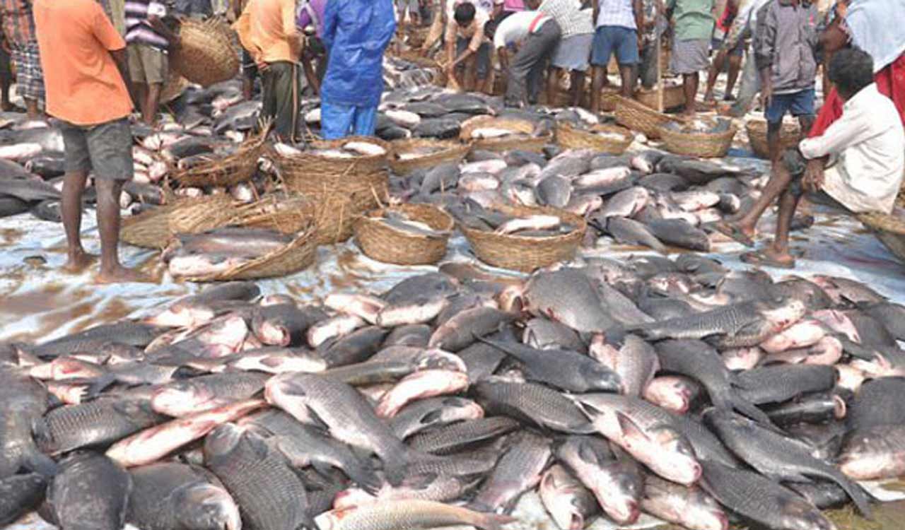 Fish production in Telangana up by 119 per cent