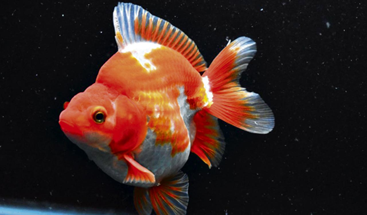 Beware! Your cute pet fish has a monstrous side