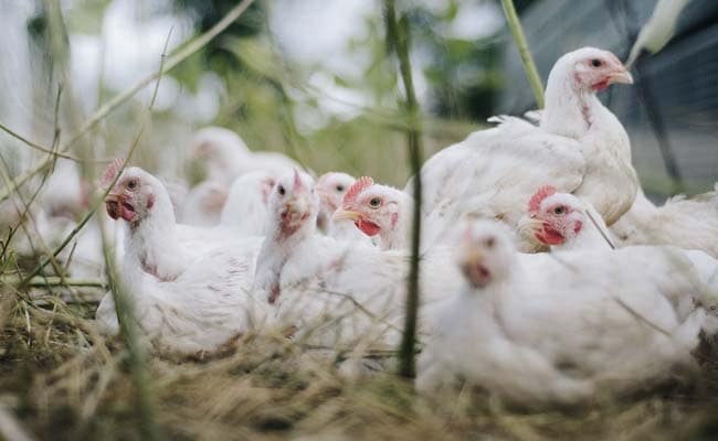 5,000 Chickens Burnt In Fire In Himachal's Hamirpur