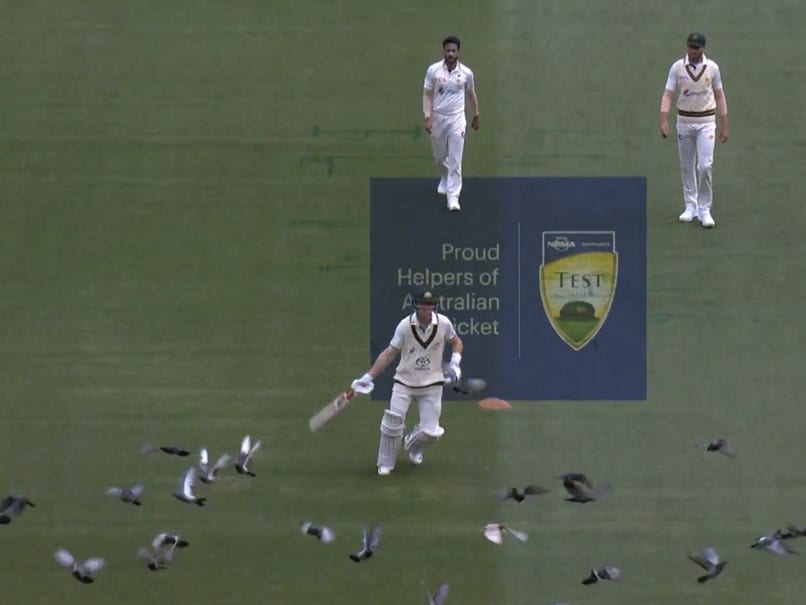 Watch: Aus Star Chases Away Pigeons At MCG. Internet Reacts With DDLJ Meme