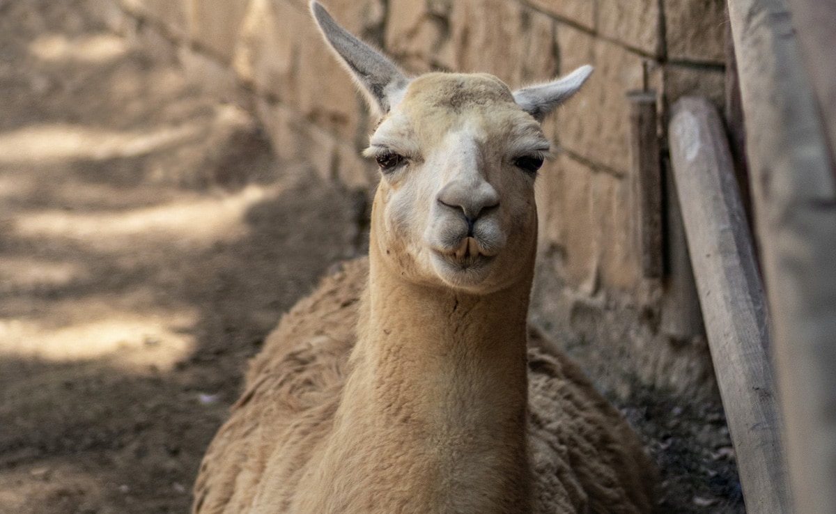 UN Declares 2024 As Year Of Camelids. Here's Why