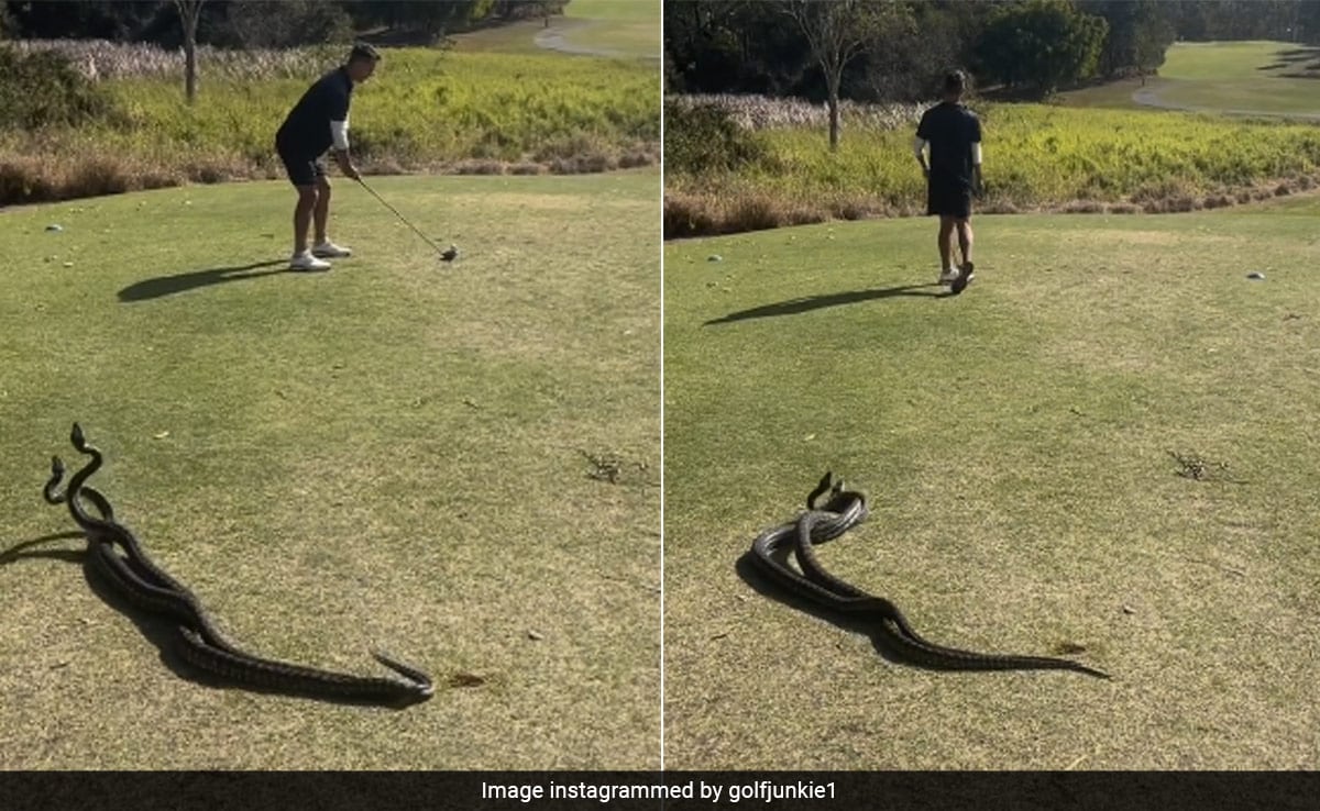 Watch: Australian Man Casually Plays Golf With 2 Snakes Fighting Next To Him