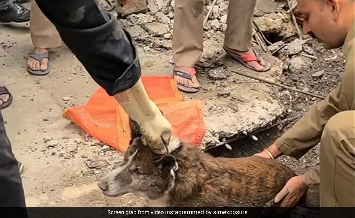 Watch: Delhi Fire Service Officials Rescue Dog Stuck In Drain For 3 Days