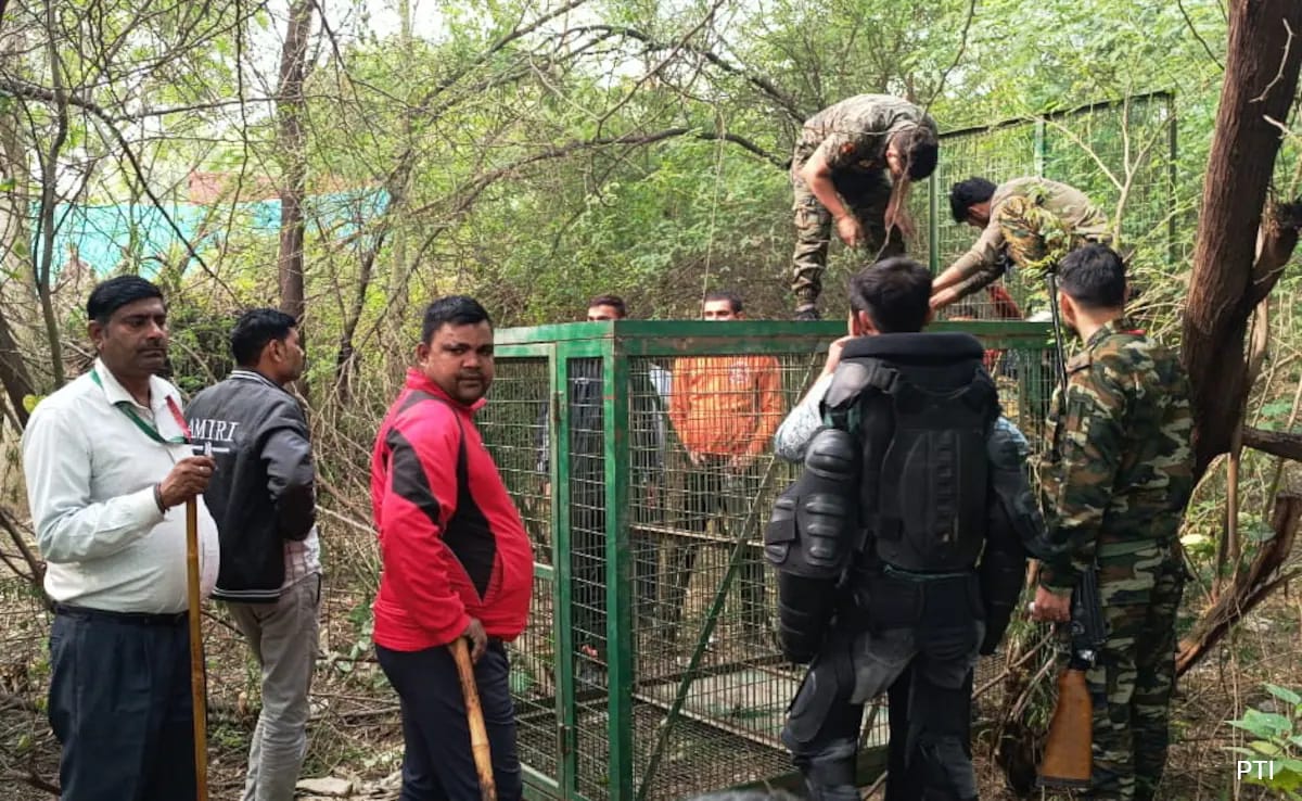 Two Days On, Search Continues For Leopard In Delhi