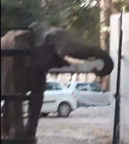 Watch: Panic At Uttarakhand Court After Wild Elephant Enters Compound