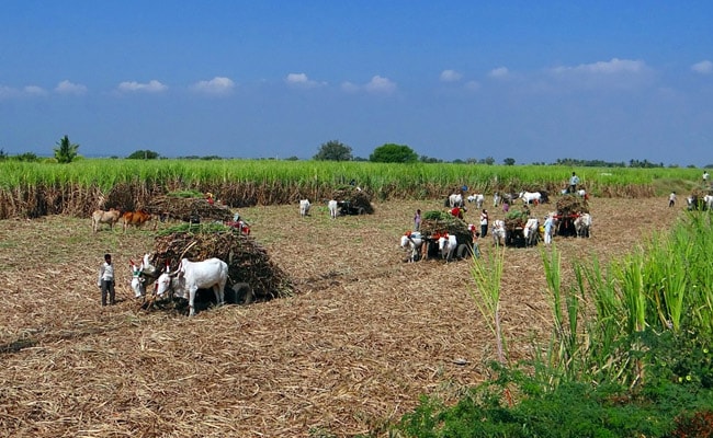 'Electronic Soil' That Enhances Crop Growth By 50% Developed By Scientists