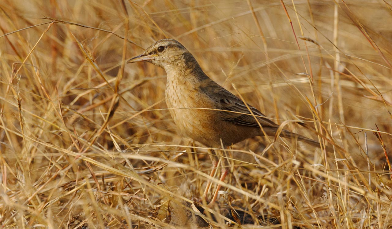 442nd bird species sighted in Telangana: Long-billed Pipipt spotted at Enkathala