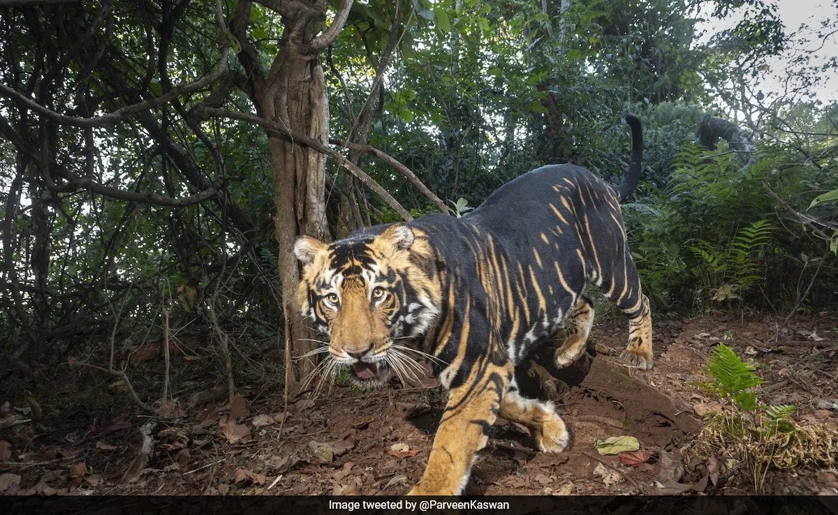 Forest Officer Shares Rare Pics Of Black Tigers Found In Odisha, Internet Says "What A Sight!"