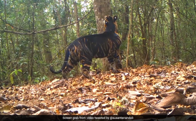 10 Black Tigers Found In India, All In Odisha's Similipal Reserve: Centre