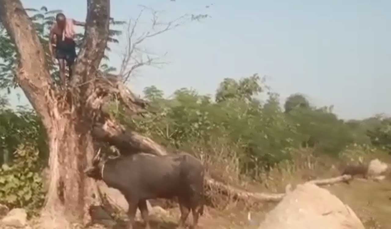 Watch: Shepherd gored to death by bull in Nirmal